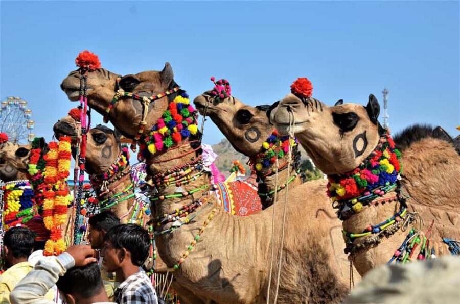 10 Days Rajasthan & Golden Triangle with Tiger Safari Tour - Value & Price: Is It Worth It?