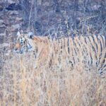 12-Days - Splendors of Golden Triangle & Rajasthan - Food and Cultural Experiences