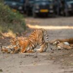 2 Day Jim Corbett National Park Tour From Delhi - FAQ