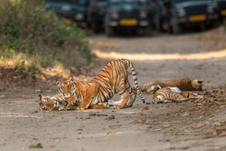 2 Day Jim Corbett National Park Tour From Delhi - FAQ