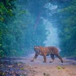 2-Day Jim Corbett Tour from Delhi: Safari & Nature Retreat - What Sets This Tour Apart