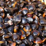 2-day One way Bus Tour from KOKURA around IZUMO to HIROSHIMA - Who Would Love This Tour?