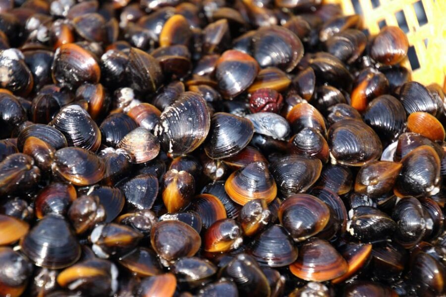 2-day One way Bus Tour from KOKURA around IZUMO to HIROSHIMA - Who Would Love This Tour?