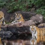 2-Day Wildlife Safari and Tour of Jim Corbett National Park - What’s Included and What to Consider