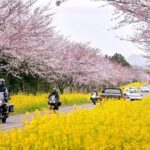 2025 Cherry Blossom East Day Tour in Jeju with UNESCO - Who is This Tour Best For?