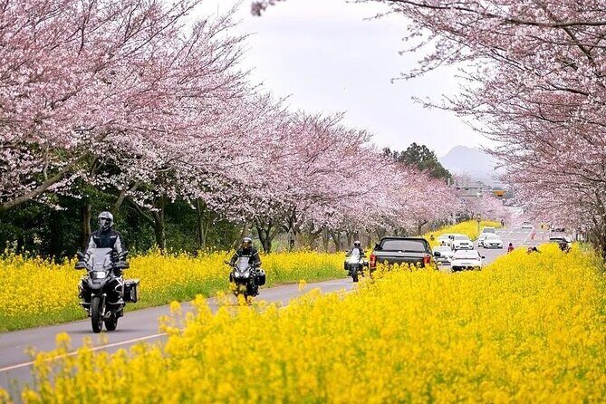 2025 Cherry Blossom East Day Tour in Jeju with UNESCO - Who is This Tour Best For?