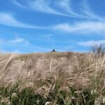 2025 Jeju Autumn Tour with Pink Muhly Festival Hotel pickup - Who Should Consider This Tour?