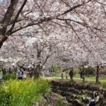 2025 JEJU Cherry Blossom West&South Full Day Tour with UNESCO - Authentic Traveler Insights