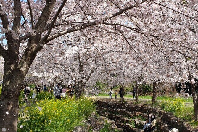 2025 JEJU Cherry Blossom West&South Full Day Tour with UNESCO - Authentic Traveler Insights