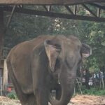 3-Day Chitwan Jungle Safari from Kathmandu  All-Inclusive Tour - What Makes This Tour Stand Out?