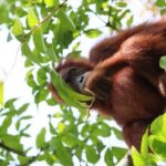 3 Days Orangutan Sumatra Jungle Trekking with Rafting - The True Value of This Jungle Adventure