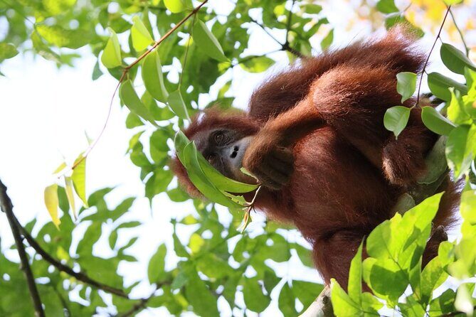 3 Days Orangutan Sumatra Jungle Trekking with Rafting - The True Value of This Jungle Adventure