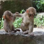 4 Day - From Nagano to Kanazawa: Ultimate Central Japan tour - Authentic Experiences and Unique Insights