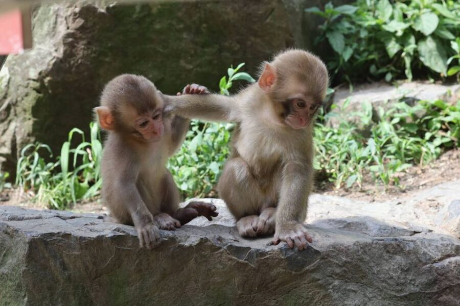 4 Day - From Nagano to Kanazawa: Ultimate Central Japan tour - Authentic Experiences and Unique Insights