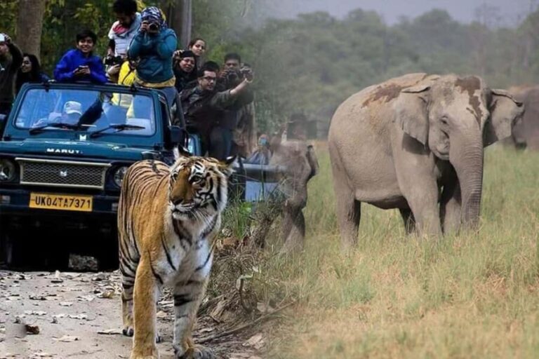 4-Day Taj Mahal Tour with Jim Corbett Safari Experience - Jim Corbett Safari: Wildlife and Nature