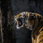 4-Days Golden Triangle Tour with Ranthambore Safari from Delhi - Key Points