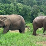 4 in 1 Elephants Long Neck Rafting and Sticky Waterfall Tour - What to Expect from Each Part of the Tour