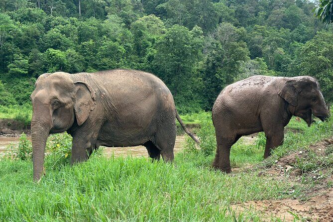 4 in 1 Elephants Long Neck Rafting and Sticky Waterfall Tour - What to Expect from Each Part of the Tour