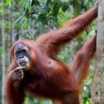 5 Days North Sumatera Adventure : Bukit Lawang & Mount Sibayak - Analyzing the Value and Practicalities