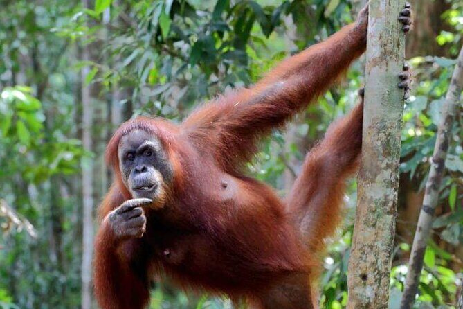 5 Days North Sumatera Adventure : Bukit Lawang & Mount Sibayak - Analyzing the Value and Practicalities