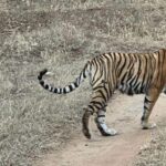 5-Days Private Luxury Golden Triangle Tour Agra Jaipur Delhi - What You Can Expect During Your Days