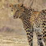 5Night 6Day Private Golden Triangle Tour With Jhalana Safari - What We Loved About This Tour