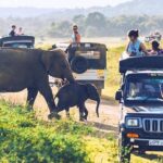 6 Days Tour of Sri Lanka - Tea and Nature in Nuwara Eliya