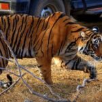 7 days india Taj Mahal tour with ranthambore tiger safari - How This Tour Balances Value and Experience