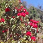 8-Day Kathmandu Annapurna Circuit Trek via Thorongla Pass - The Itinerary in Detail