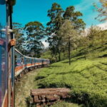 9 Days Guided Tour Through Sri Lanka - Arrival and First Impressions in Negombo