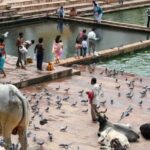 A Day Trip of Pushkar From Jaipur - The Sum Up