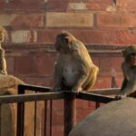 Agra: Monkey Safari Guided Walking Tour - The Value of the Experience