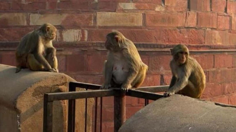 Agra: Monkey Safari Guided Walking Tour - The Value of the Experience