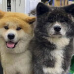 Akita: AKITA DOG DAY! A day tour by public transport - How the Day is Structured