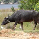 All Inclusive Wilpattu National Park Day Tour From Anuradhapura - The Safari Experience: What to Expect