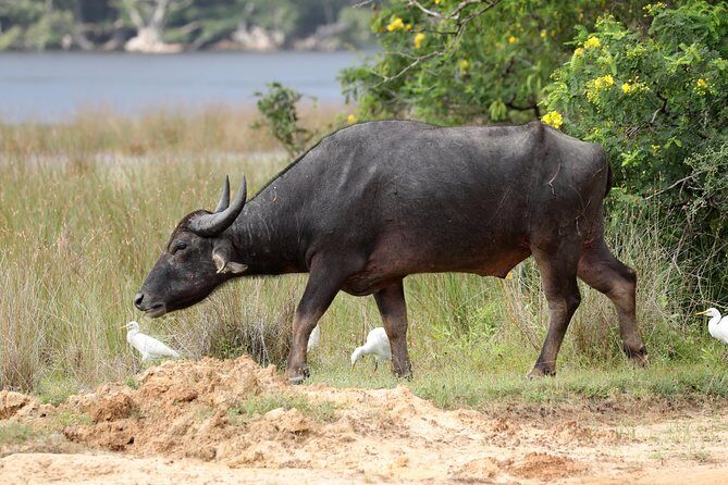 All Inclusive Wilpattu National Park Day Tour From Anuradhapura - The Safari Experience: What to Expect