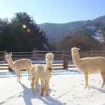 Alpaca, Nami, Eobi with Rail Bike or Strawberry - Detailed Breakdown of the Itinerary