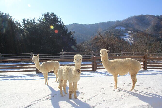 Alpaca, Nami, Eobi with Rail Bike or Strawberry - Detailed Breakdown of the Itinerary