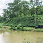 Amchong Tea Estate + Factory Visit (with Hi-tea only) - Practical Tips for Visitors