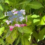 Aomori: Takayama Inari Shrine and Jomon Museum Tour - What You Need to Know Before Booking