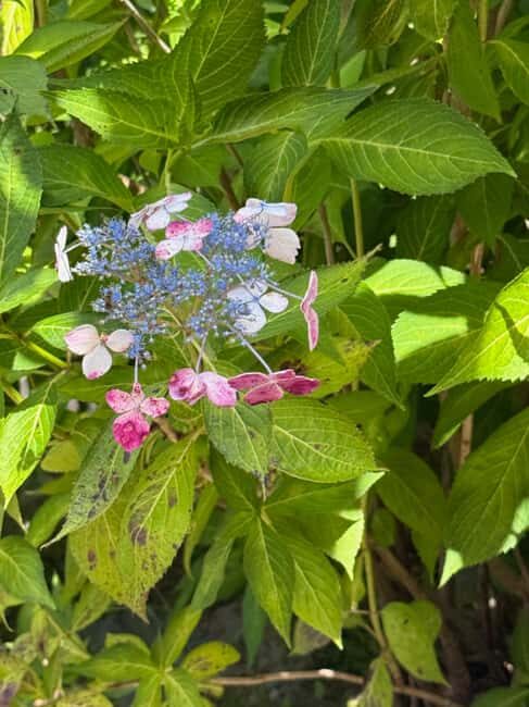 Aomori: Takayama Inari Shrine and Jomon Museum Tour - What You Need to Know Before Booking