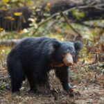 Arugam Bay: Yala Safari & DropOff in Ella - Safari + Transit - The Private Safari Experience: Why It Matters