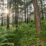 BAGUIO CITY DAY TOUR (FROM MANILA) - How the Tour Comes Together