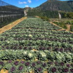 BAGUIO: Culture and Heritage Tour 2D1N - What’s Included & What to Keep in Mind