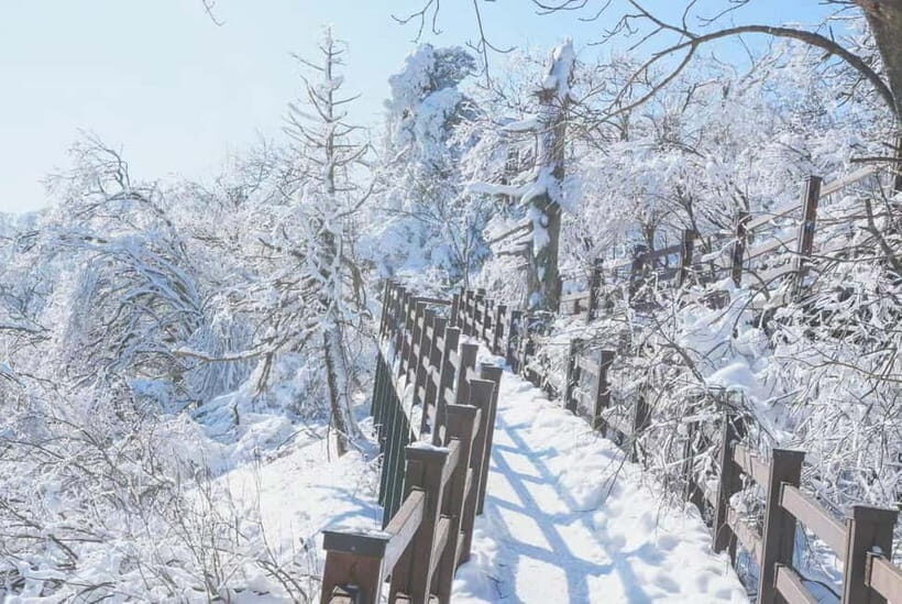 Balwangsan Cable Car & Samyang Ranch One Day Tour - The Practicalities: What’s Included and What to Keep in Mind