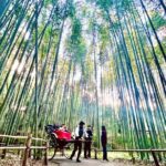 Bamboo Grove Temple and Garden Views Tour - Practical Details and Value