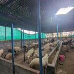 Bangalore: Big Barn Farm Visit with Animal Interactions - An In-Depth Look at the Big Barn Farm Experience