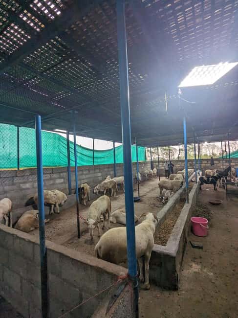 Bangalore: Big Barn Farm Visit with Animal Interactions - An In-Depth Look at the Big Barn Farm Experience
