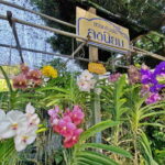 Bangkok Canals Hop-On Hop-Off Boat Tour - Authentic Experiences and Traveler Insights