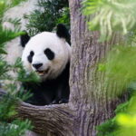 Beijing: Panda House Ticket (Zoo) October-limited Discount - An In-Depth Look at the Experience